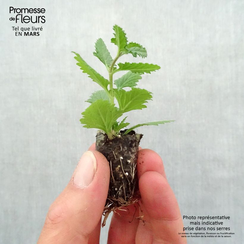 Example of Verbene Superbena Coral Star Mini-Plug Ø 1,5/2,5 cm as you get in printemps