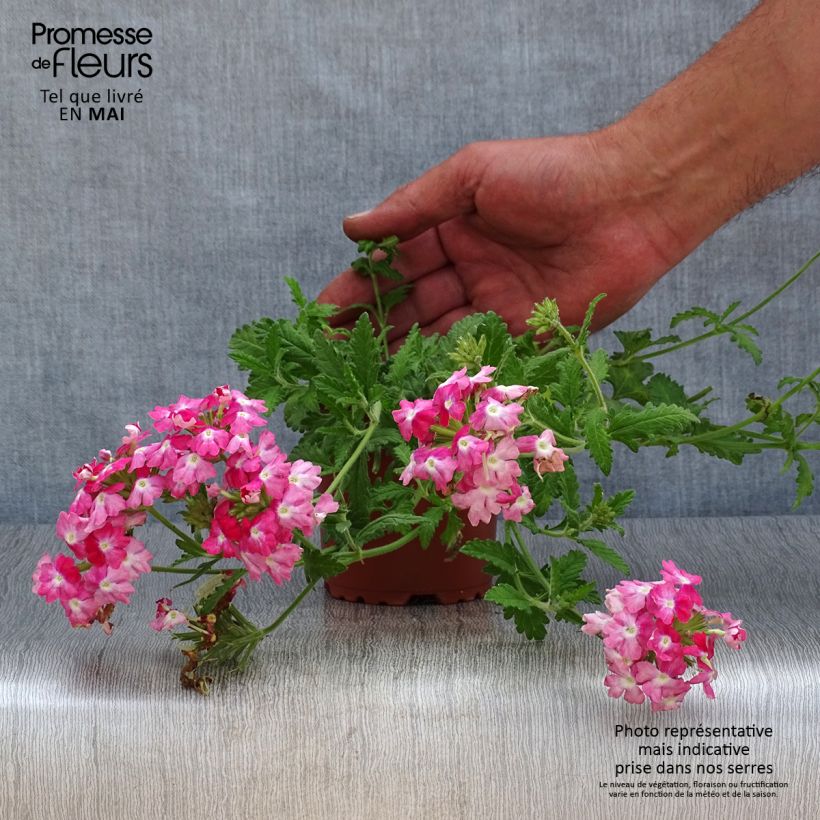 Example of Verbene Superbena Royale Peachy Keen Kleine Töpfe von 8/9 cm as you get in printemps