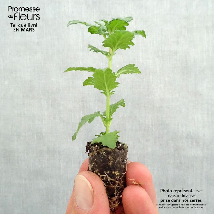 Example of Verbene Superbena Royale Red Mini-Plug Ø 1,5/2,5 cm as you get in printemps