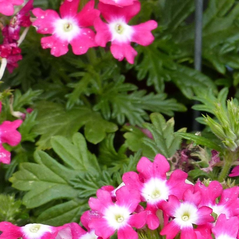 Verbene Virgo Candy Cane (Foliage)
