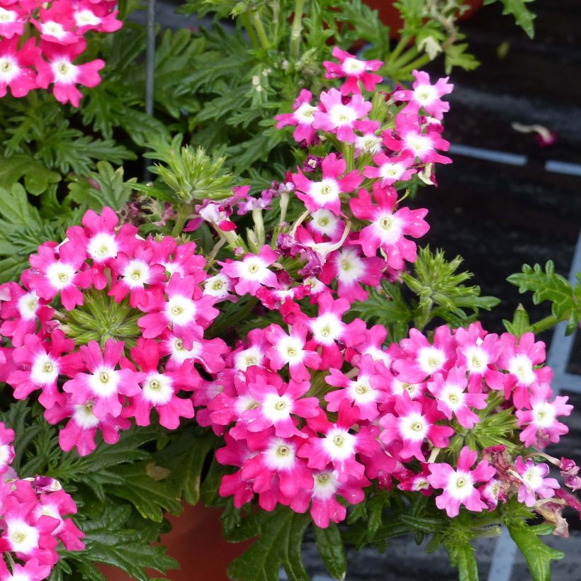 Verbene Virgo Candy Cane (Flowering)