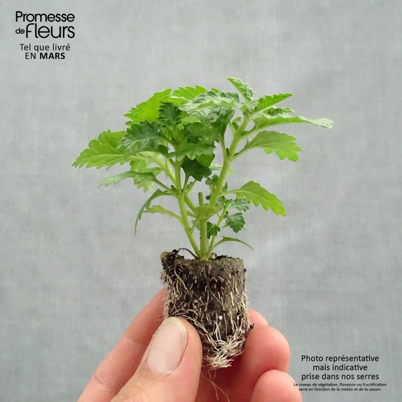 Example of Verbene Vepita Dark Red Mini-Plug Ø 3/4 cm as you get in printemps