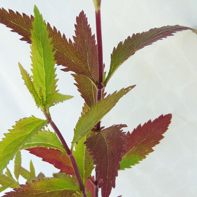 Verbena hastata - Lanzen-Eisenkraut (Foliage)