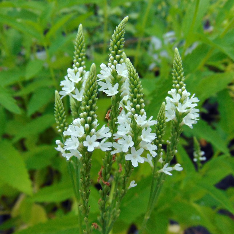 Verbena hastata Alba - Lanzen-Eisenkraut (Flowering)