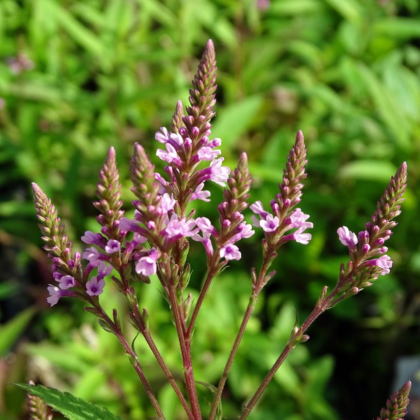 Verbena hastata Rosea - Lanzen-Eisenkraut (Flowering)