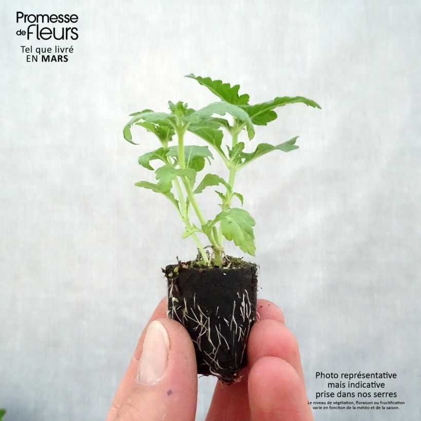 Example of Verbene Virgo Candy Cane Mini-Plug Ø 3/4 cm as you get in printemps
