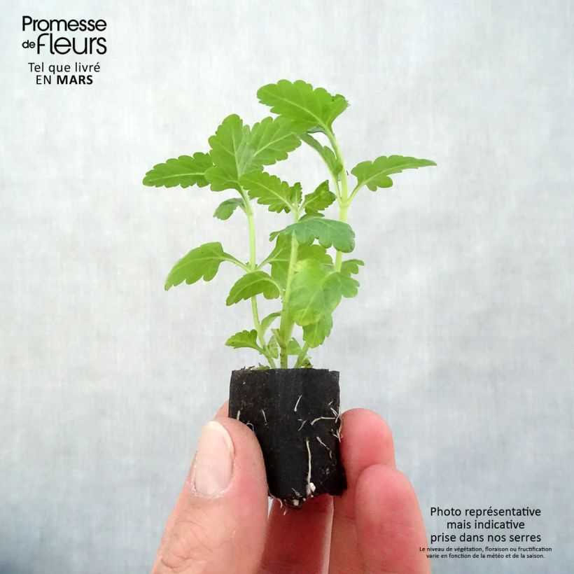 Example of Verbene Virgo White Mini-Plug Ø 3/4 cm as you get in printemps
