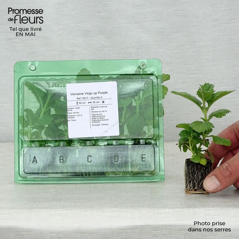 Example of Verbene Virgo up Purple Mini-Plug Ø 3/4 cm as you get in printemps