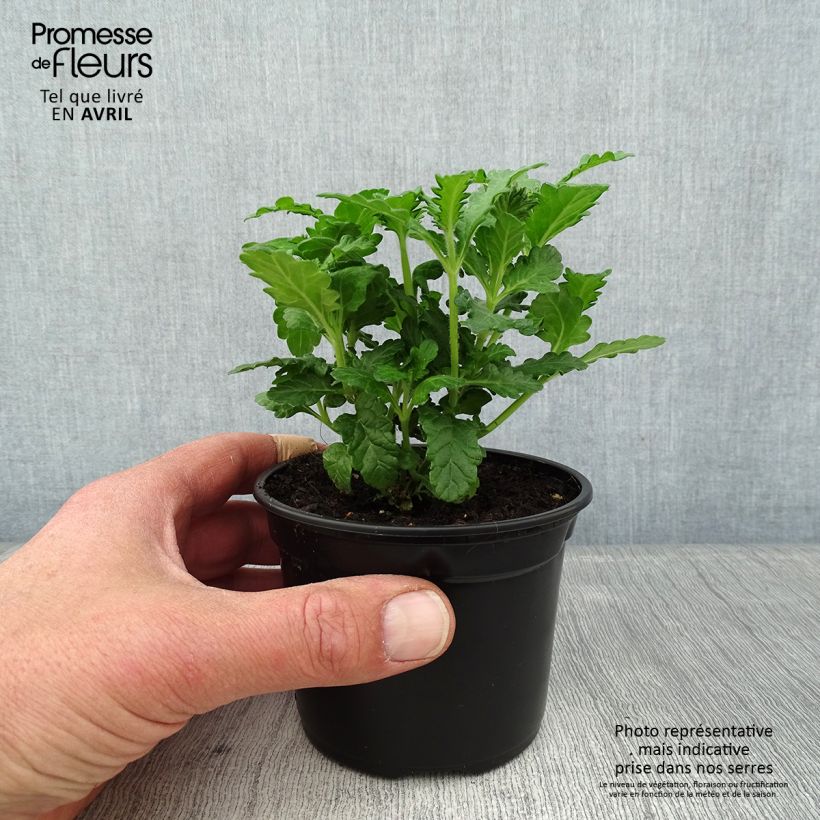 Exemplar von Verbene Virgo up Purple Kleine Töpfe von 8/9 cm wie im Frühjahr geliefert