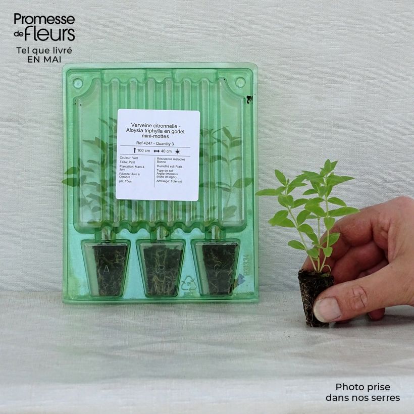 Example of Zitronenstrauch - Aloysia triphylla Mini-Plug Ø 1,5/2,5 cm as you get in printemps