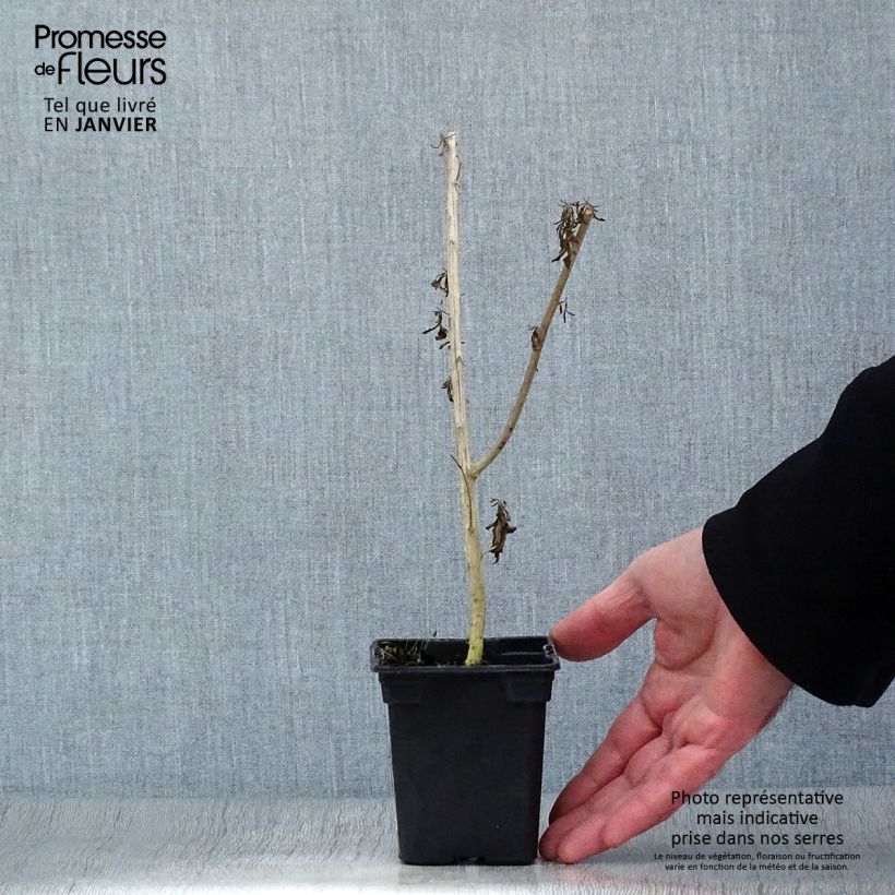 Exemplar von Zitronenstrauch - Aloysia polystachia Kleine Töpfe von 7/8 cm wie im Winter geliefert