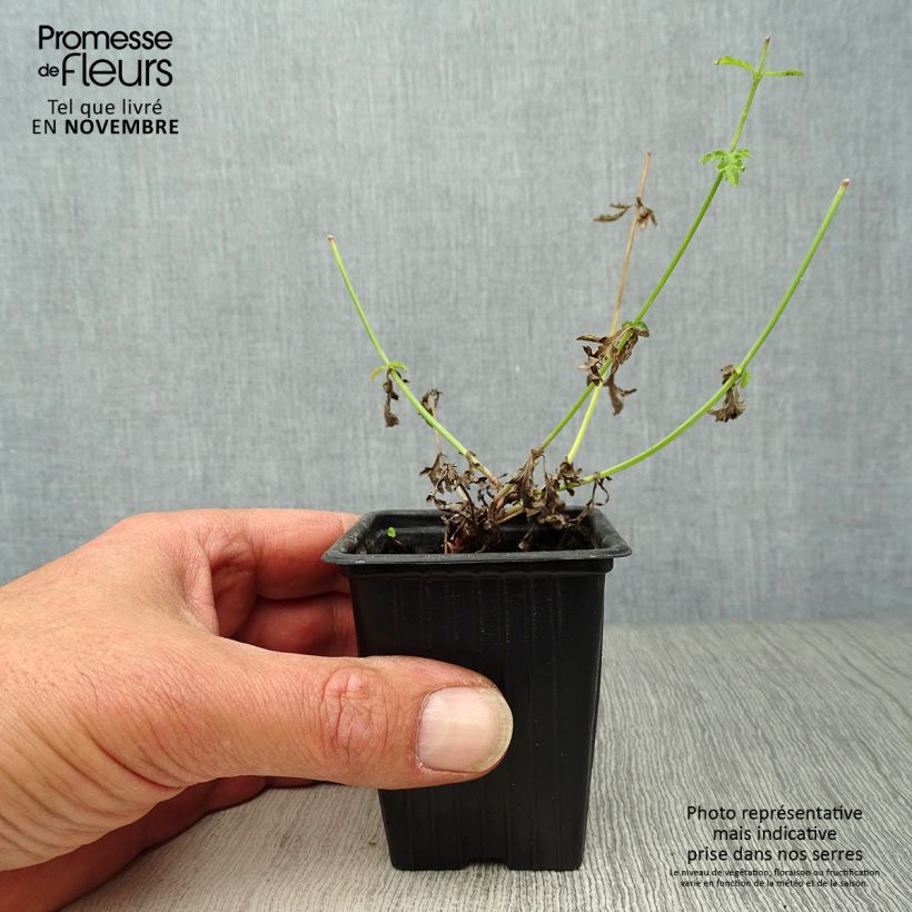 Example of Echtes Eisenkraut Bio - Verbena officinalis Kleine Töpfe von 7/8 cm as you get in automne