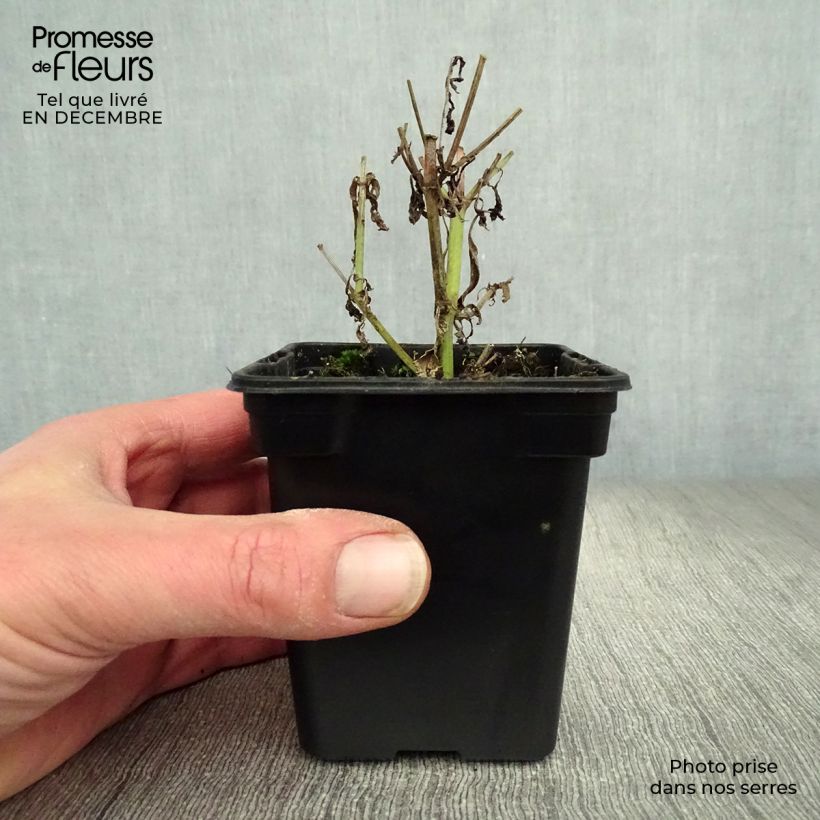 Exemplar von Echtes Eisenkraut Bio - Verbena officinalis Kleine Töpfe von 7/8 cm wie im Winter geliefert