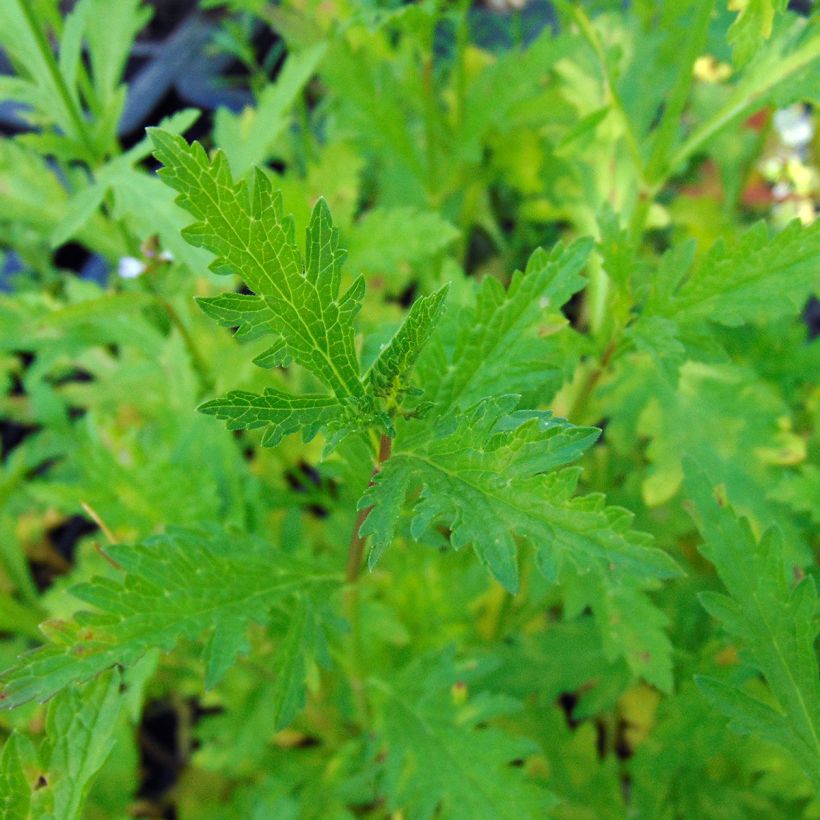 Echtes Eisenkraut - Verbena officinalis (Foliage)