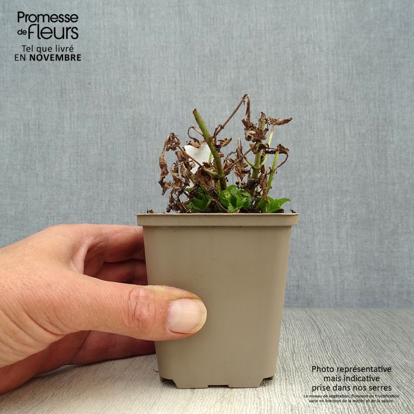 Example of Echtes Eisenkraut - Verbena officinalis Kleine Töpfe von 8/9 cm as you get in automne