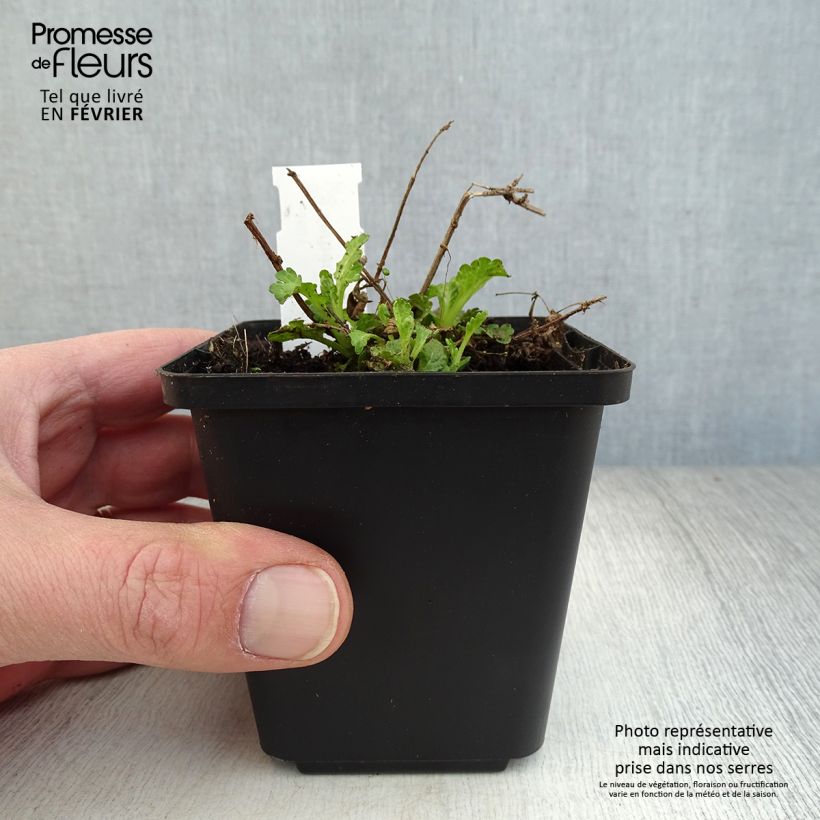 Exemplar von Echtes Eisenkraut - Verbena officinalis Kleine Töpfe von 8/9 cm wie im Winter geliefert