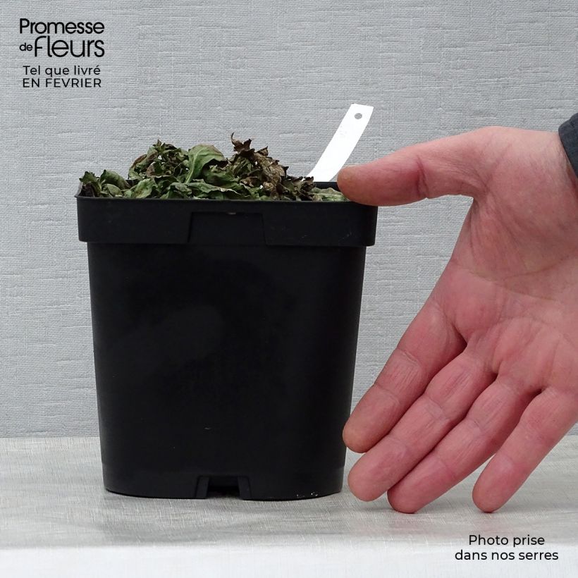 Example of Echtes Eisenkraut - Verbena officinalis Topf mit 2L/3L as you get in hiver