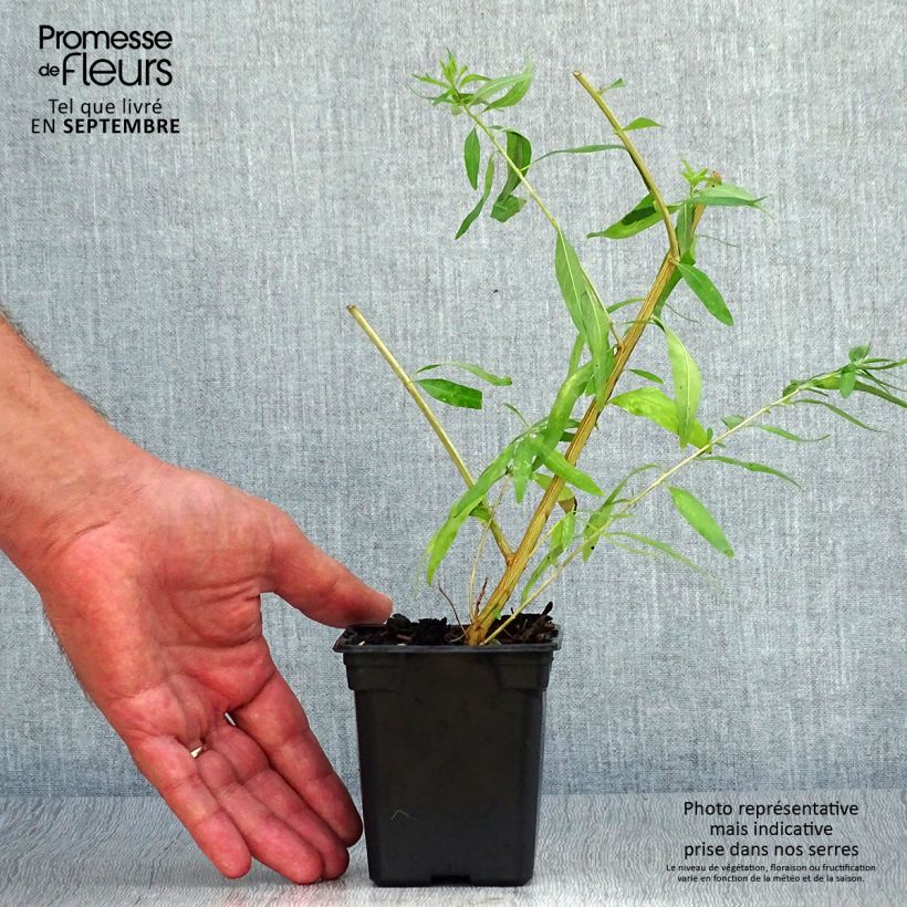 Example of Zitronenstrauch Bio - Aloysia citriodora Mini-Plug Ø 3/4 cm as you get in automne