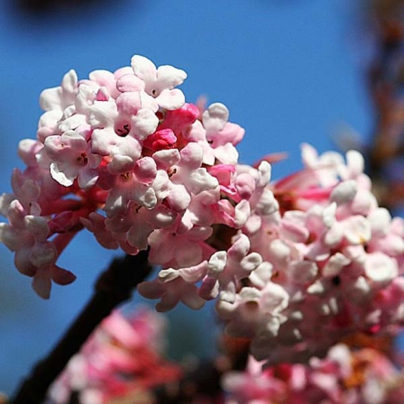 Bodnant-Winterschneeball Dawn - Viburnum bodnantense (Flowering)