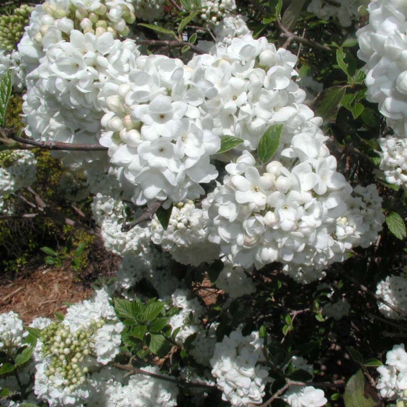 Schneeball Eskimo - Viburnum utile (Flowering)