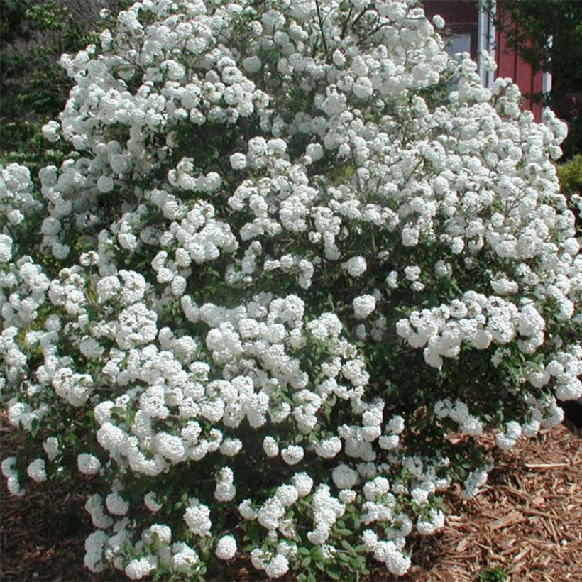 Schneeball Pragense - Viburnum (Flowering)