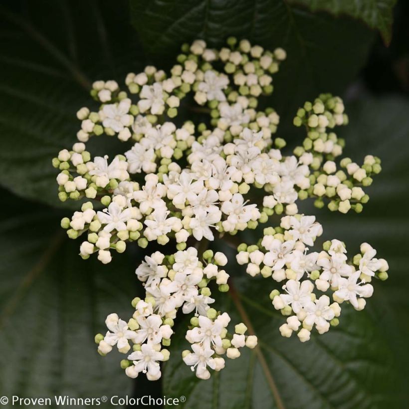 Schneeball Shiny Dancer - Viburnum (Flowering)