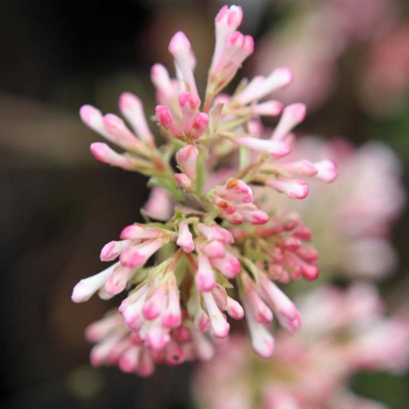 Bodnant-Winterschneeball Charles Lamont - Viburnum bodnantense (Flowering)