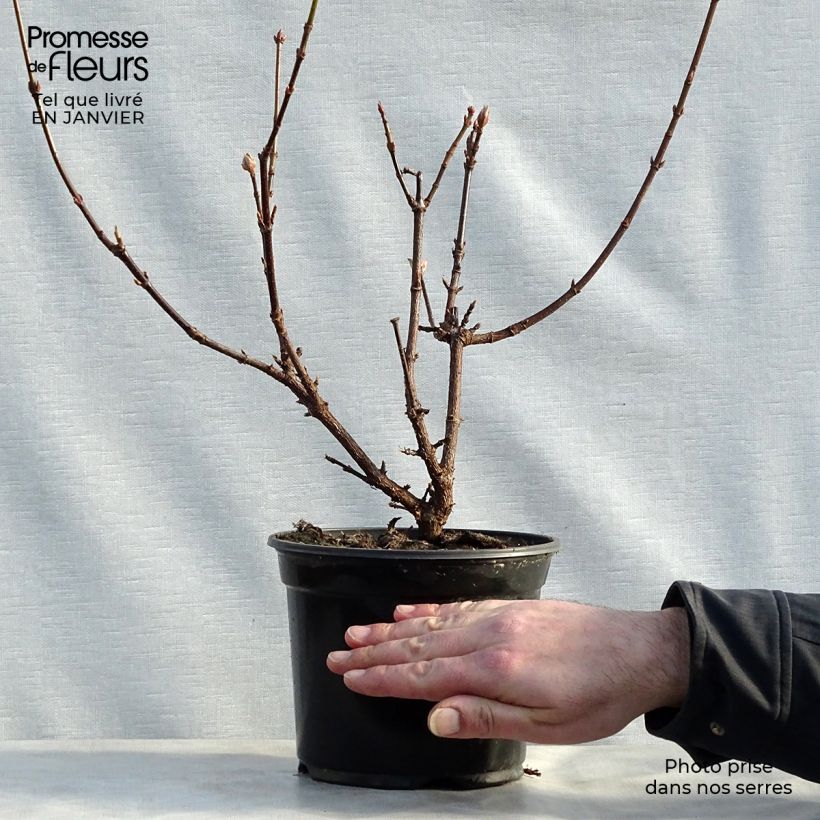 Exemplar von Bodnant-Winterschneeball Dawn - Viburnum bodnantense Topf mit 2L/3L wie im Winter geliefert
