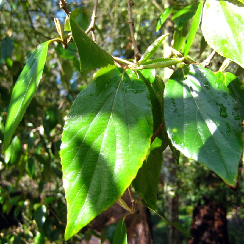 Burkwoods Schneeball - Viburnum burkwoodii (Foliage)