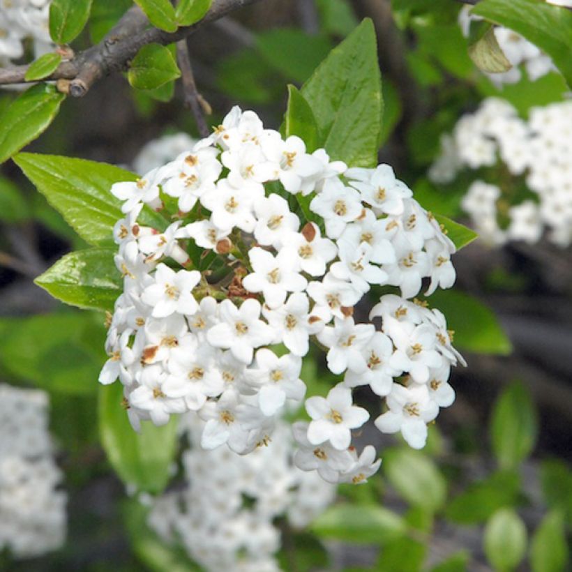 Burkwoods Schneeball - Viburnum burkwoodii (Flowering)