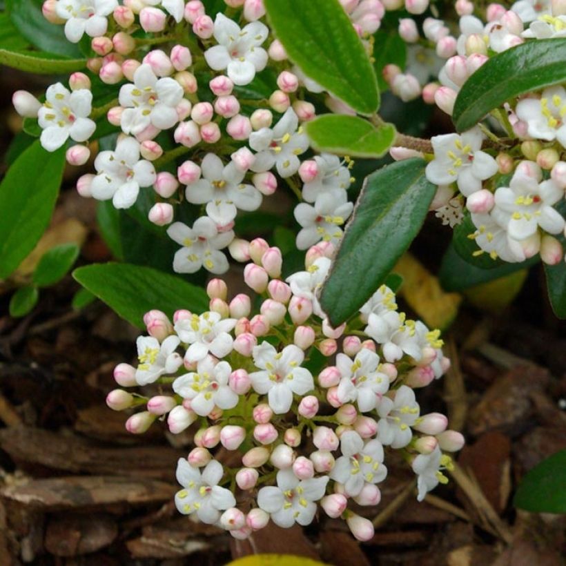 Oster-Schneeball Conoy - Viburnum burkwoodii (Flowering)