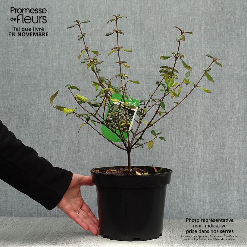 Example of Oster-Schneeball Conoy - Viburnum burkwoodii Topf mit 4L/5L as you get in automne