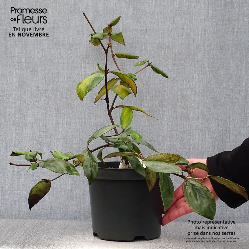 Example of Burkwoods Schneeball - Viburnum burkwoodii Topf mit 3L/4L as you get in automne