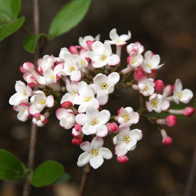 Oster-Schneeball Mohawk - Viburnum burkwoodii (Flowering)