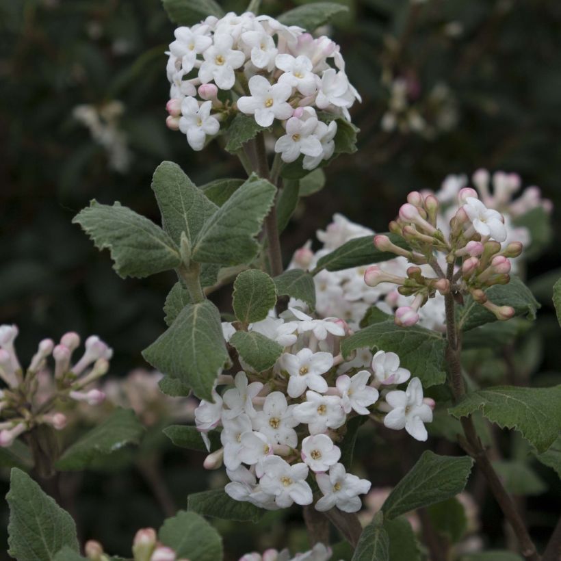 Koreanischer Duft-Schneeball Caprifoliaceae - Viburnum carlesii (Flowering)