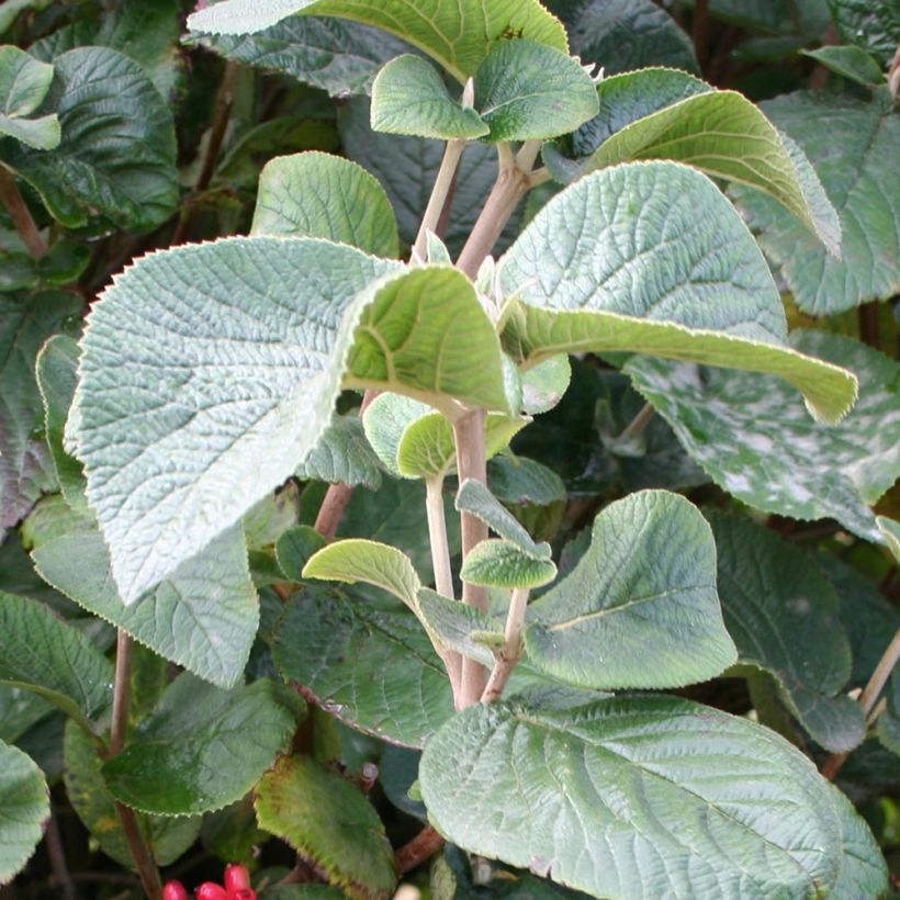 Koreanischer Duft-Schneeball Juddii - Viburnum carlesii (Foliage)