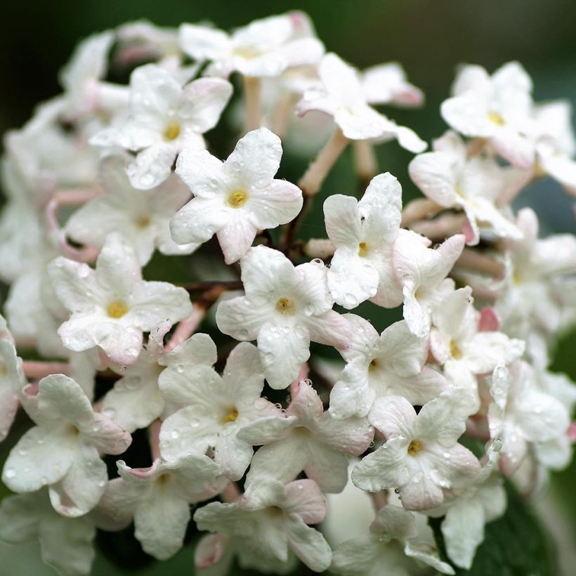 Koreanischer Duft-Schneeball Juddii - Viburnum carlesii (Flowering)