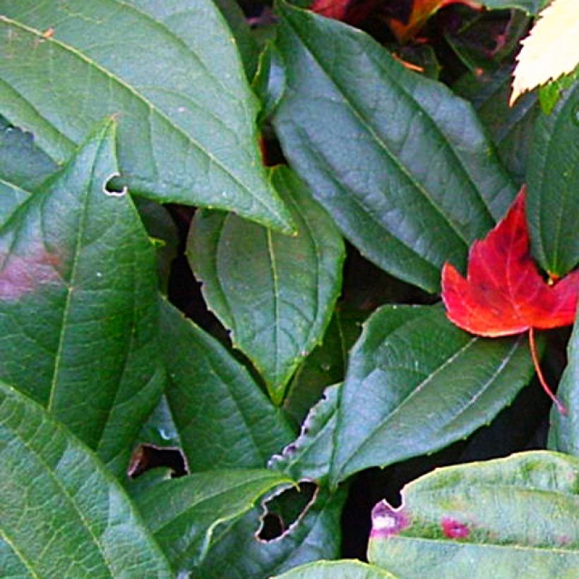 Immergrüner Kissen-Schneeball - Viburnum davidii (Foliage)
