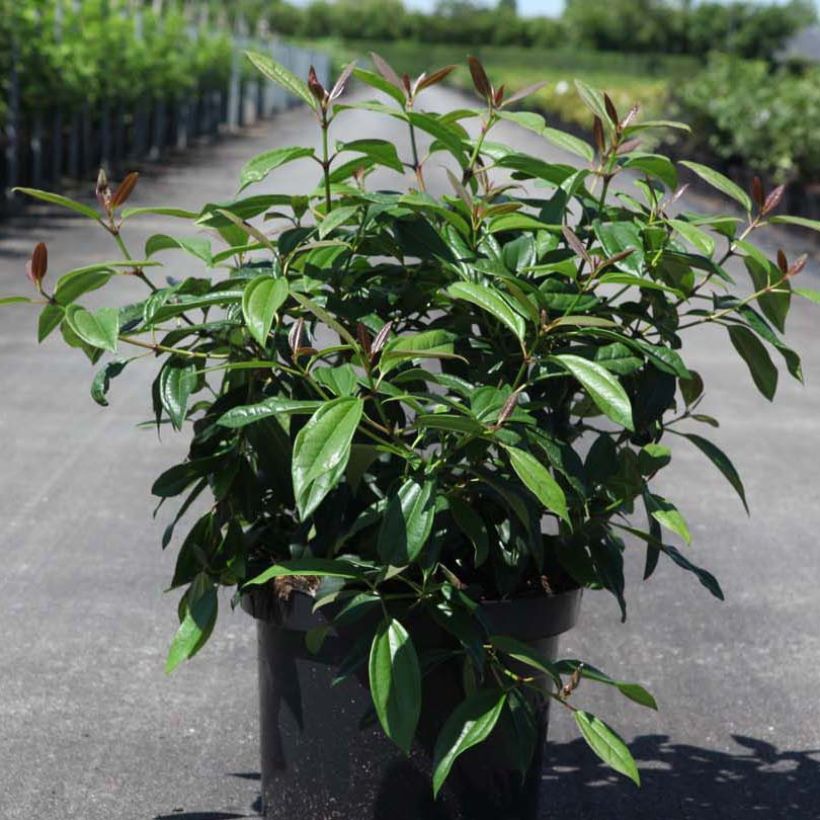Immergrüner Kissen-Schneeball Angustifolium - Viburnum davidii (Plant habit)