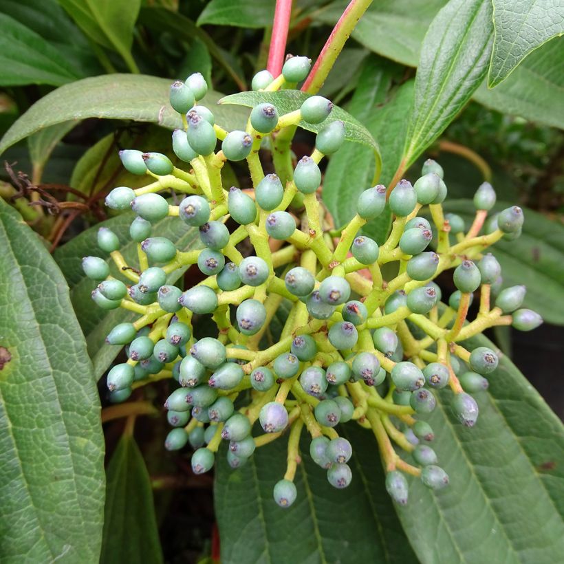 Immergrüner Kissen-Schneeball - Viburnum davidii (Harvest)