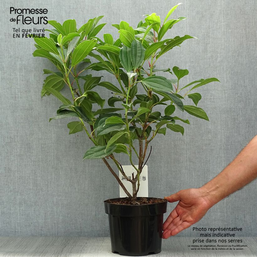 Example of Immergrüner Kissen-Schneeball - Viburnum davidii Topf mit 3L/4L as you get in automne