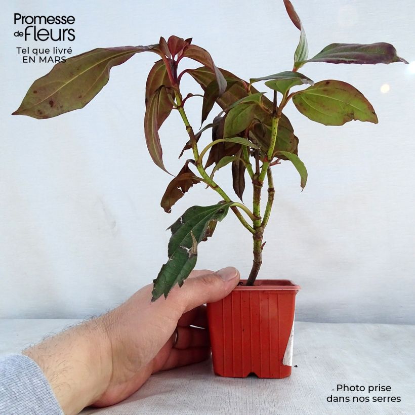 Exemplar von Immergrüner Kissen-Schneeball - Viburnum davidii Kleine Töpfe von 8/9 cm wie im Frühjahr geliefert