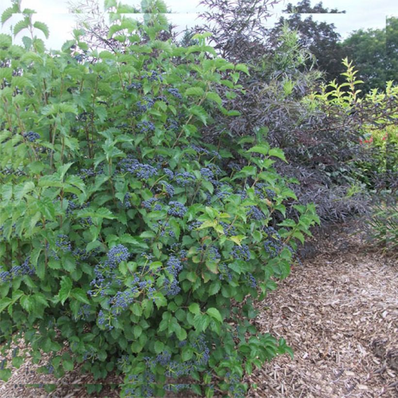Gezähnter Schneeball Blue Muffin - Viburnum dentatum (Plant habit)