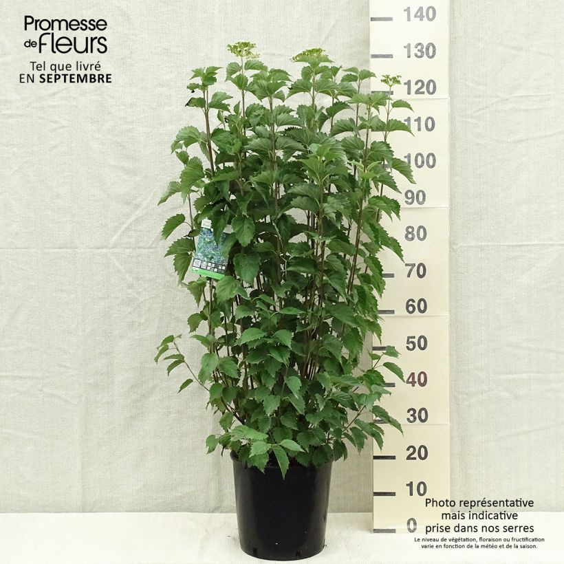 Example of Gezähnter Schneeball Blue Muffin - Viburnum dentatum Topf mit 12L/15L as you get in automne