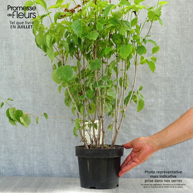Example of Gezähnter Schneeball Blue Muffin - Viburnum dentatum Topf mit 3L/4L as you get in ete