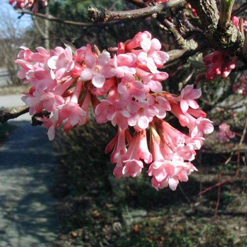 Farrers Schneeball - Viburnum farreri (Flowering)