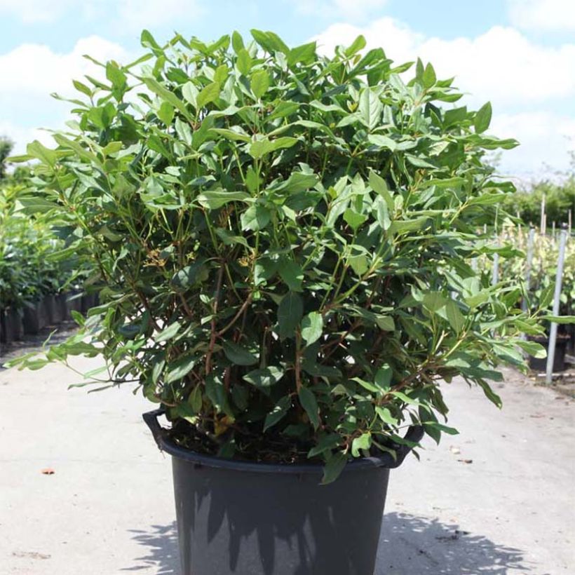 Immergrüner Kissen-Schneeball Jermyns Globe - Viburnum davidii (Plant habit)