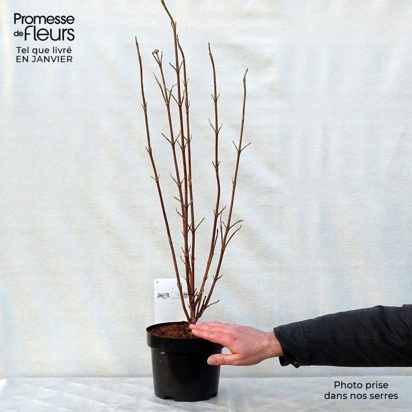 Exemplar von Wolliger Schneeball Mohican - Viburnum lantana Topf mit 3L/4L wie im Winter geliefert