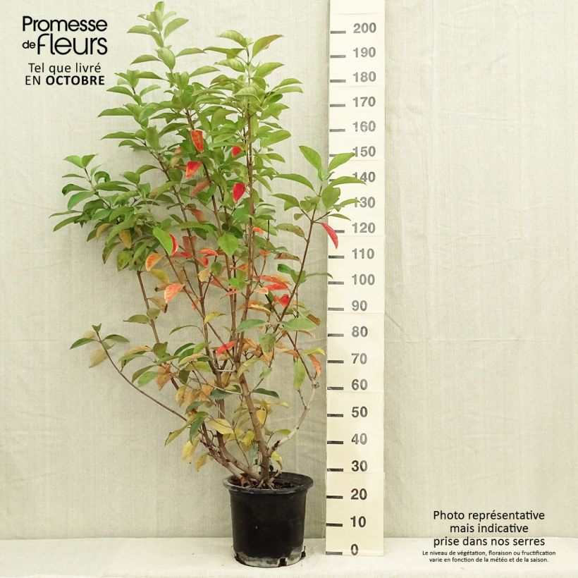 Example of Glänzender Schneeball - Viburnum lucidum Topf mit 2L/3L as you get in automne