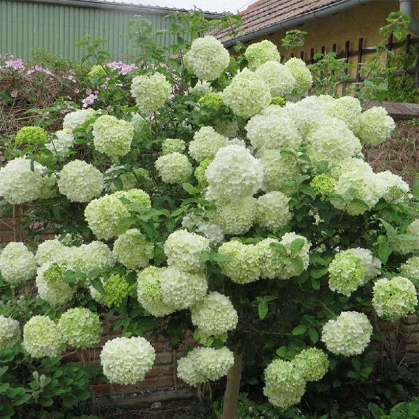 Großblumiger Schneeball Happy Fortuna - Viburnum macrocephalum (Flowering)